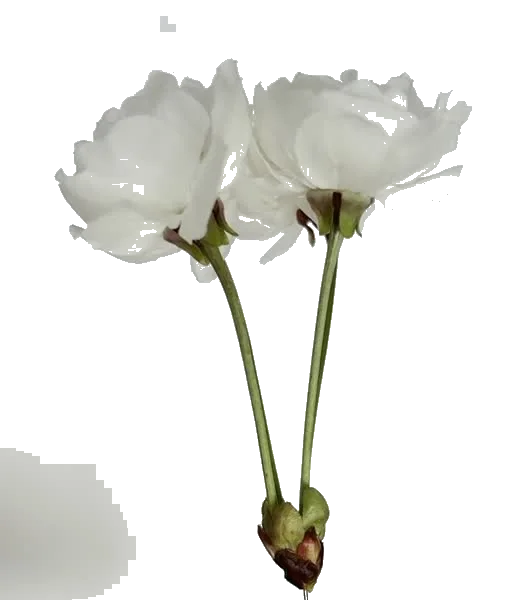 eine sich drehende Blume